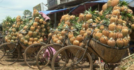 জিআই পণ্যের স্বীকৃতি পেলো মধুপুরের আনারস